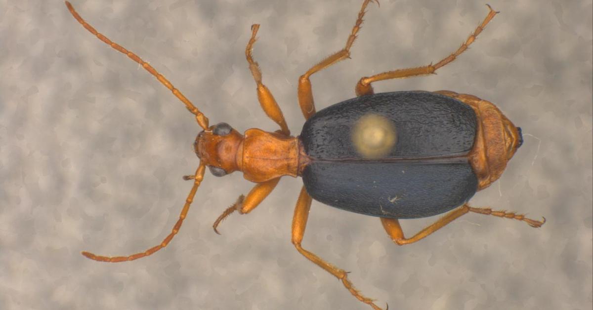 The Bombardier Beetle, a beautiful species also known as Kumbang Bombardier in Bahasa Indonesia.