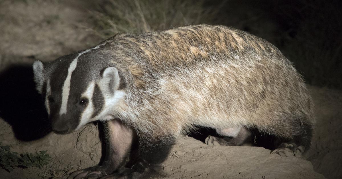 Picture of Badger, known in Indonesia as Musang.