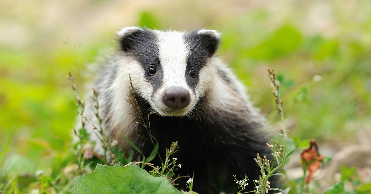 Insightful look at the Badger, known to Indonesians as Musang.