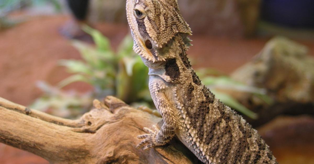 The Bearded Dragon in its natural beauty, locally called Naga Berjanggut.