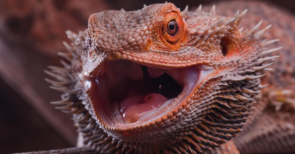 Photograph of the unique Bearded Dragon, known scientifically as Pogona Vitticeps.