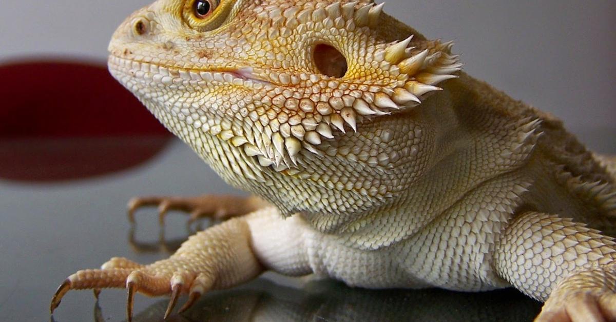 The elegant Bearded Dragon (Pogona Vitticeps), a marvel of nature.