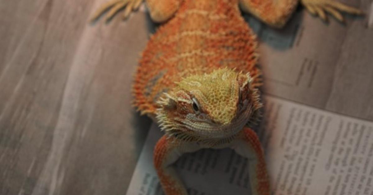 Engaging shot of the Bearded Dragon, recognized in Indonesia as Naga Berjanggut.