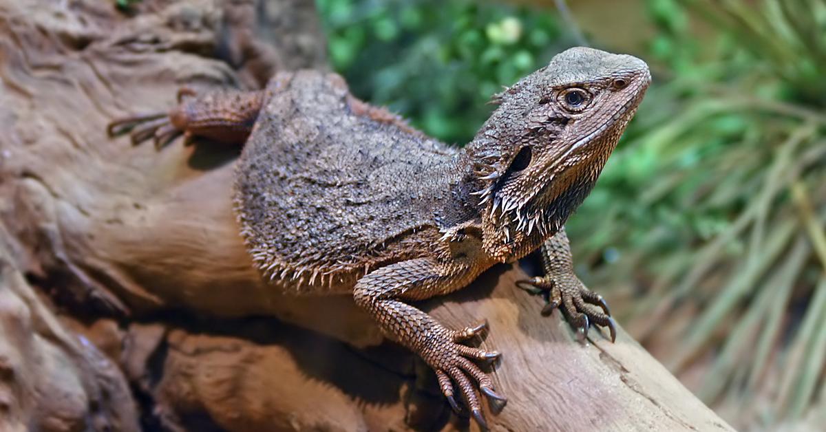 Close-up view of the Bearded Dragon, known as Naga Berjanggut in Indonesian.