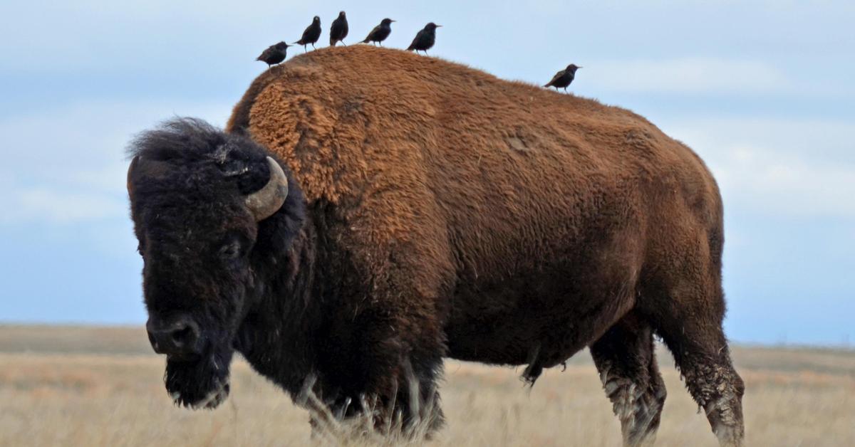 Distinctive Buffalo, in Indonesia known as Kerbau, captured in this image.