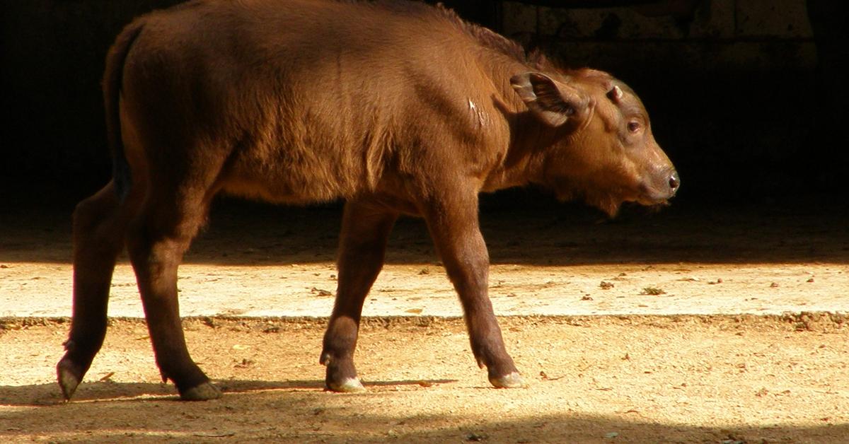 Captivating presence of the Buffalo, a species called Syncerus caffer.