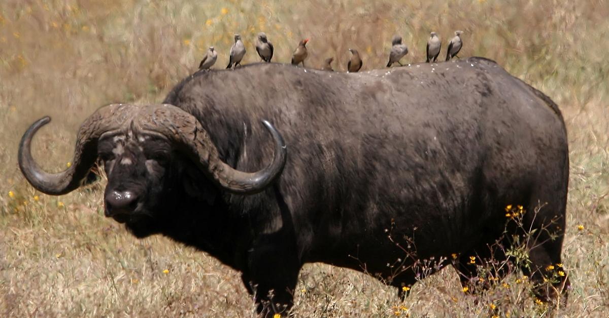 Picture of Buffalo, known in Indonesia as Kerbau.