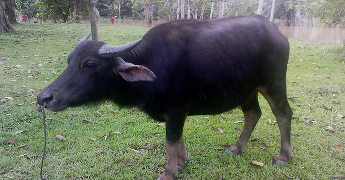 The fascinating Buffalo, scientifically known as Syncerus caffer.