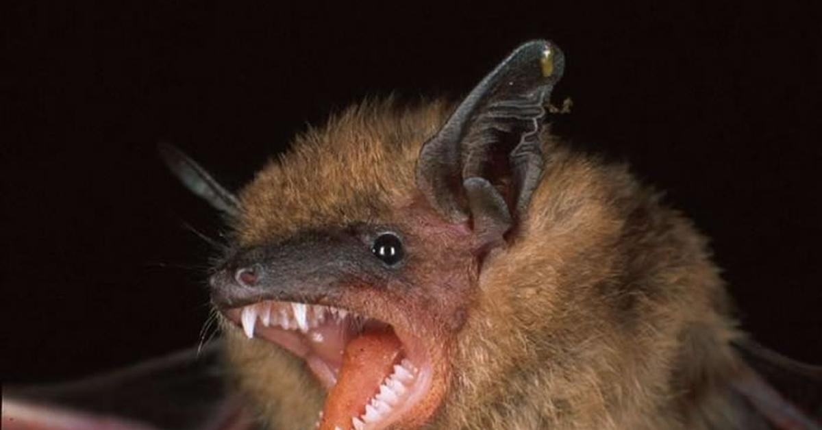 Image showcasing the Bat, known in Indonesia as Kelelawar.