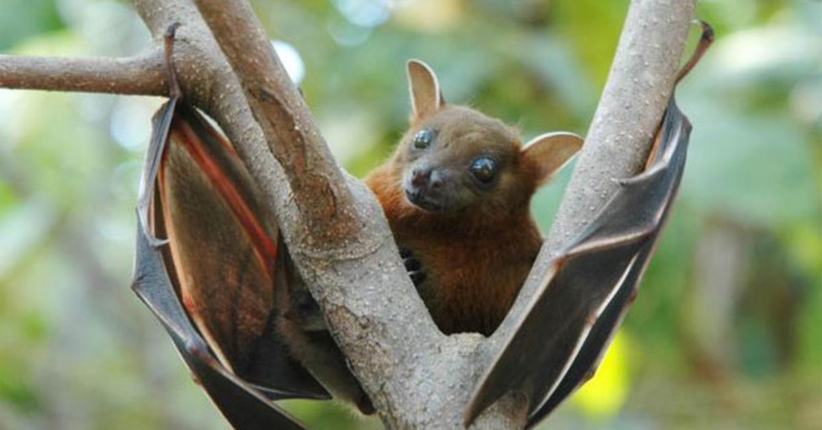 Picture of Bat, known in Indonesia as Kelelawar.