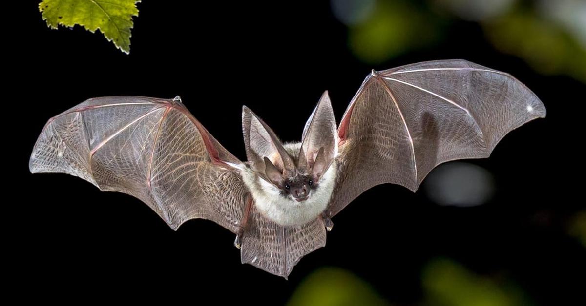 The fascinating Bat, scientifically known as Chiroptera.