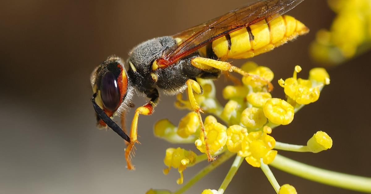 Image of the Beewolf Wasp (Philanthinae), popular in Indonesia as Tawon Beewolf.