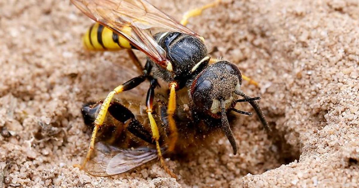 Elegant Beewolf Wasp in its natural habitat, called Tawon Beewolf in Indonesia.