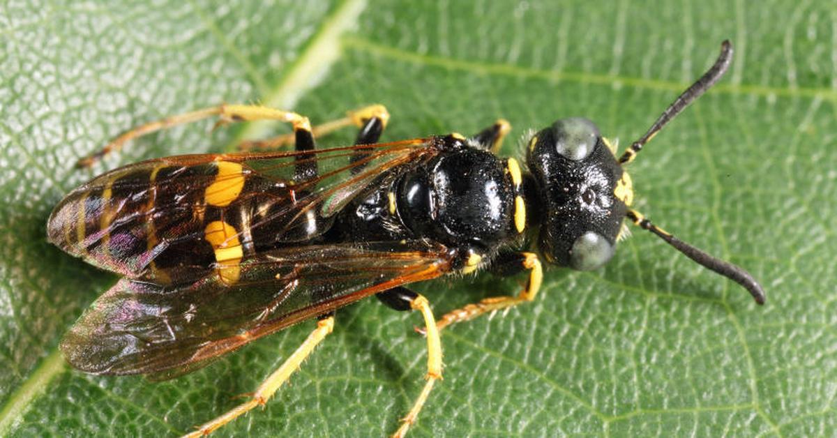 The Beewolf Wasp, a species known as Philanthinae, in its natural splendor.