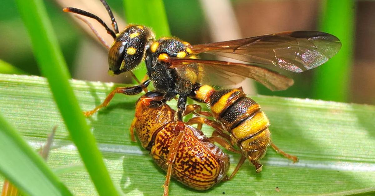 Snapshot of the intriguing Beewolf Wasp, scientifically named Philanthinae.