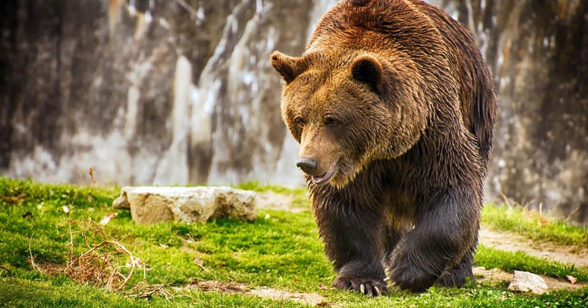 Image showcasing the Bear, known in Indonesia as Beruang.