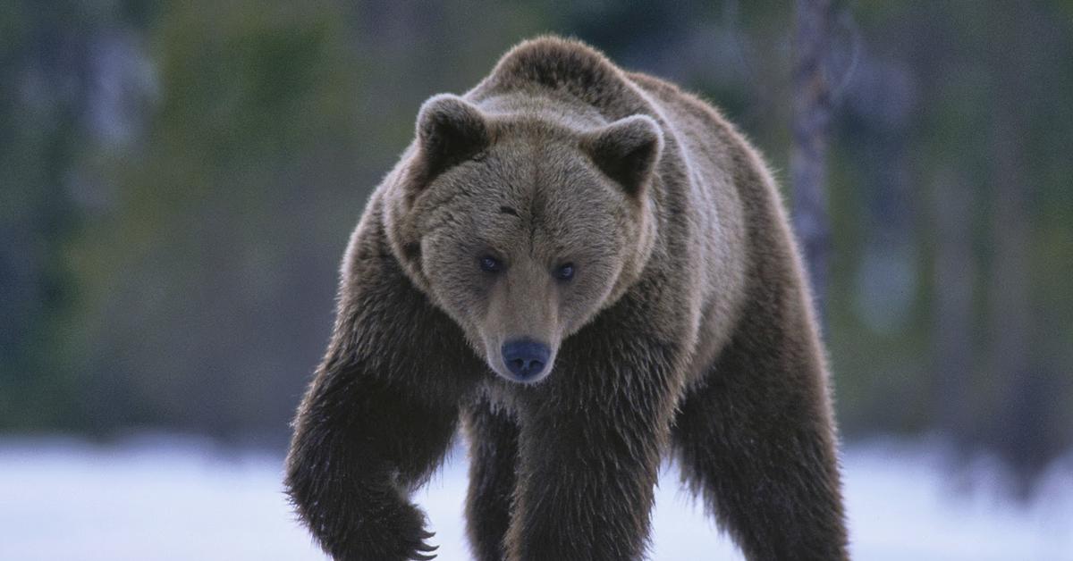 Picture of Bear, known in Indonesia as Beruang.