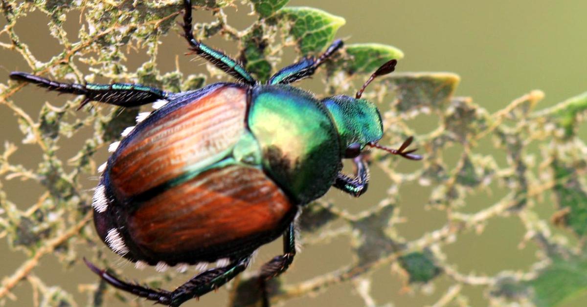 Distinctive Beetle, in Indonesia known as Kumbang, captured in this image.