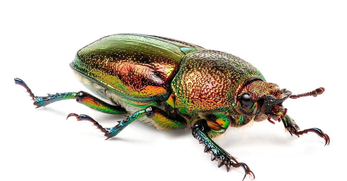 Captivating view of the Beetle, known in Bahasa Indonesia as Kumbang.