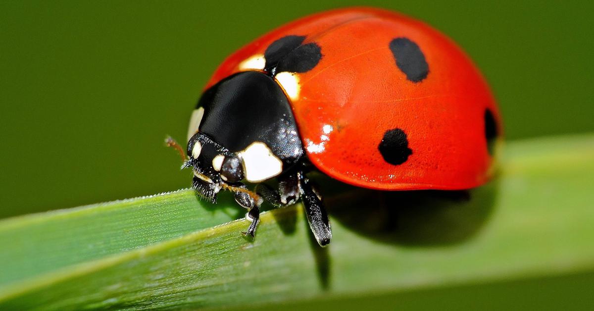 The Beetle, an example of Coleoptera, in its natural environment.