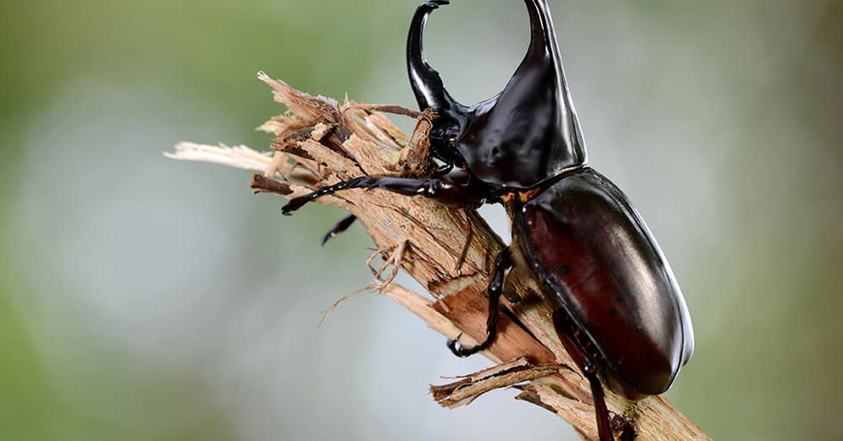 Elegant Beetle in its natural habitat, called Kumbang in Indonesia.