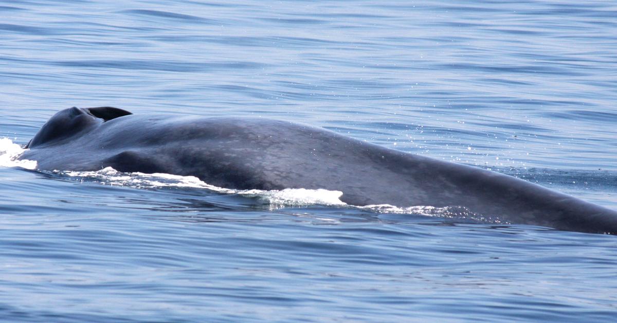 Photograph of the unique Blue Whale, known scientifically as Balaenoptera musculus.