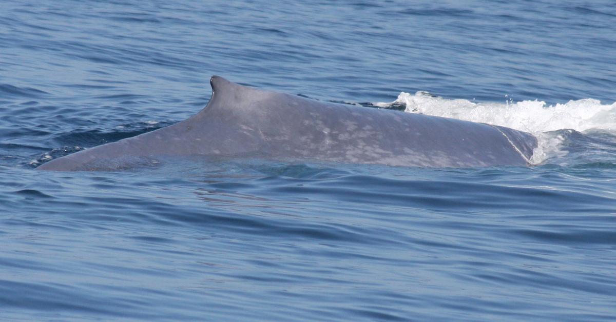 Elegant Blue Whale in its natural habitat, called Paus Biru in Indonesia.