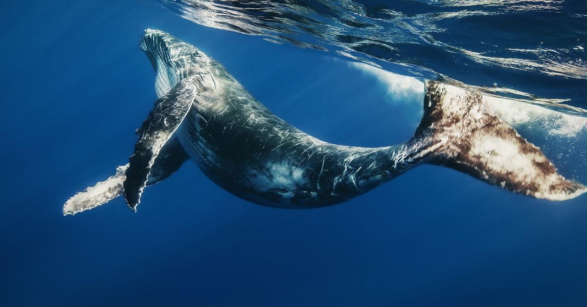 Graceful Blue Whale, a creature with the scientific name Balaenoptera musculus.