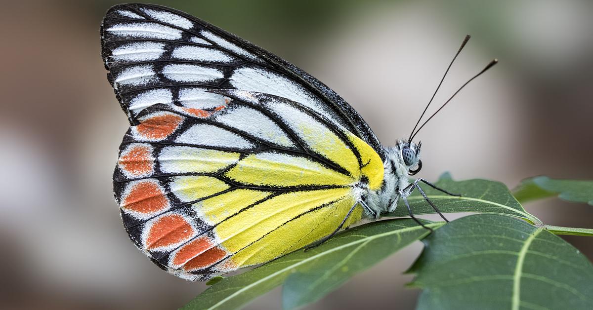 Insightful look at the Butterfly, known to Indonesians as Kupu-kupu.