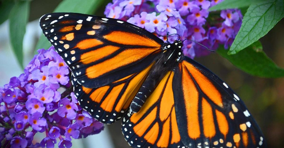 Captivating presence of the Butterfly, a species called Lepidoptera.