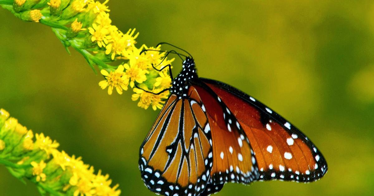 The alluring Butterfly, commonly referred to as Kupu-kupu in Bahasa Indonesia.