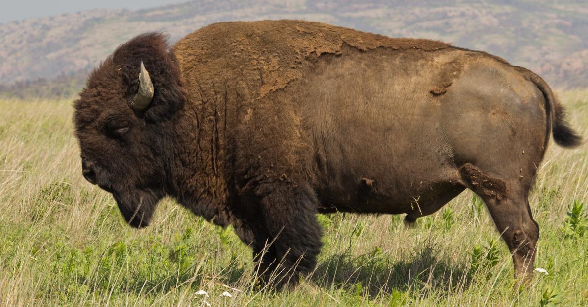 Captured beauty of the Bison, or Bison Bison in the scientific world.