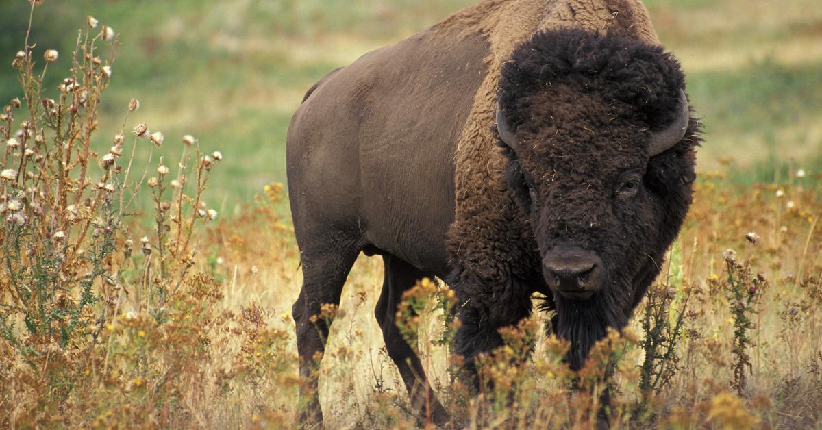 Captured beauty of the Bison, or Bison Bison in the scientific world.