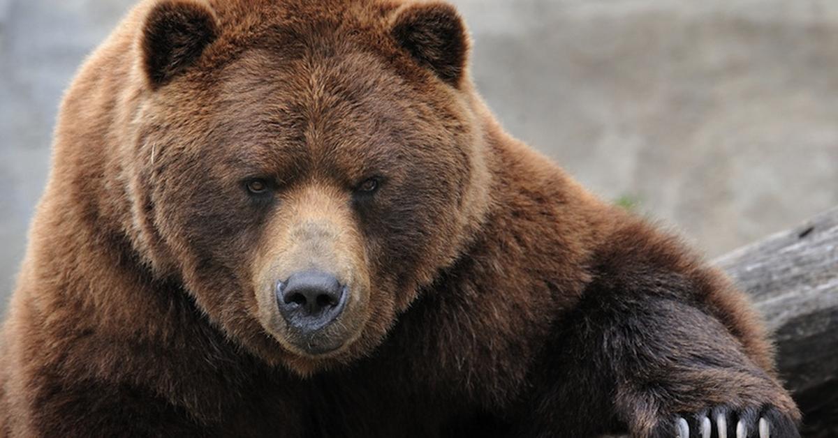 Captured moment of the Brown Bear, in Indonesia known as Beruang Coklat.