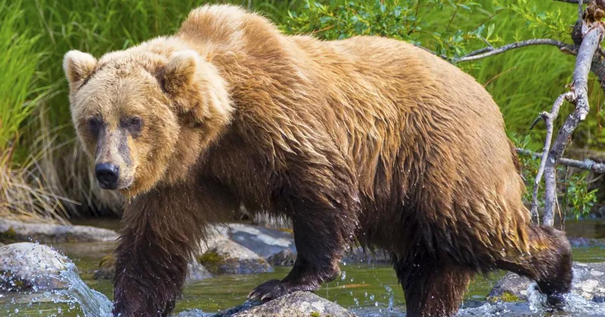 Image of the Brown Bear (Ursus arctos), popular in Indonesia as Beruang Coklat.