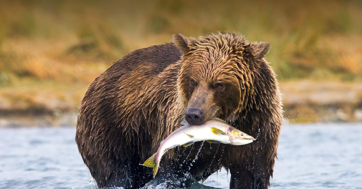 Engaging shot of the Brown Bear, recognized in Indonesia as Beruang Coklat.