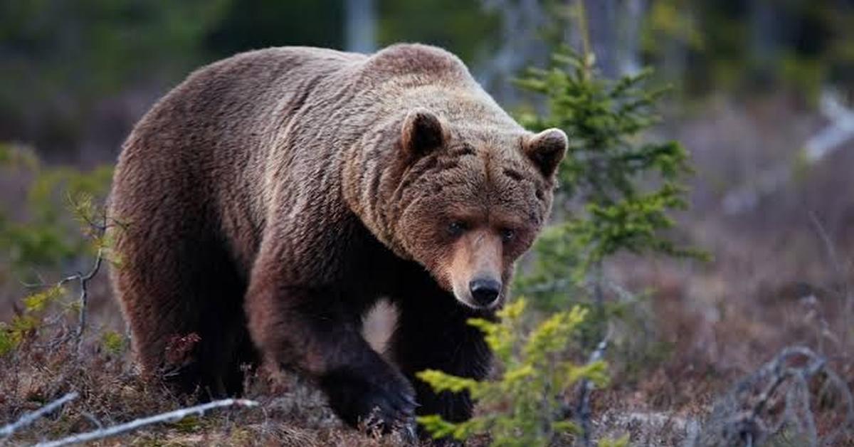 Unique portrayal of the Brown Bear, also called Beruang Coklat in Bahasa Indonesia.