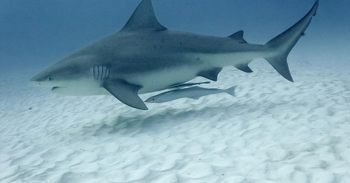 Iconic view of the Bull Shark, or Carcharhinus Leucas, in its habitat.