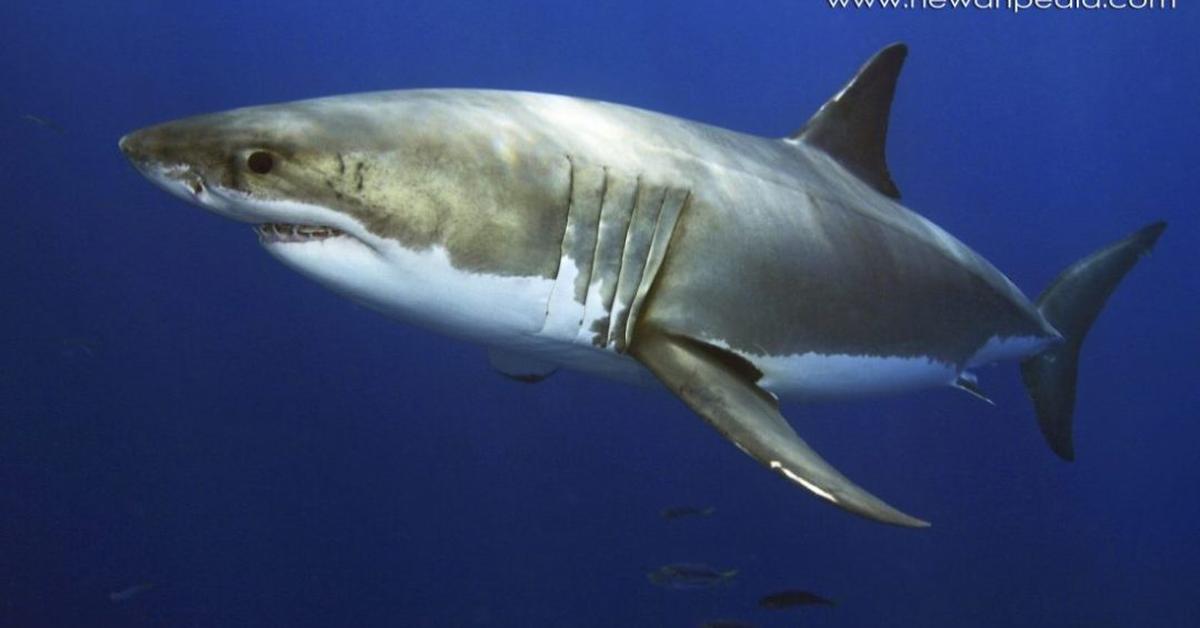 Elegant portrayal of the Bull Shark, also known as Carcharhinus Leucas.