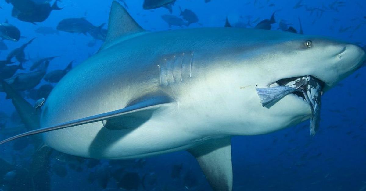 Captured elegance of the Bull Shark, known in Indonesia as Hiu Banteng.