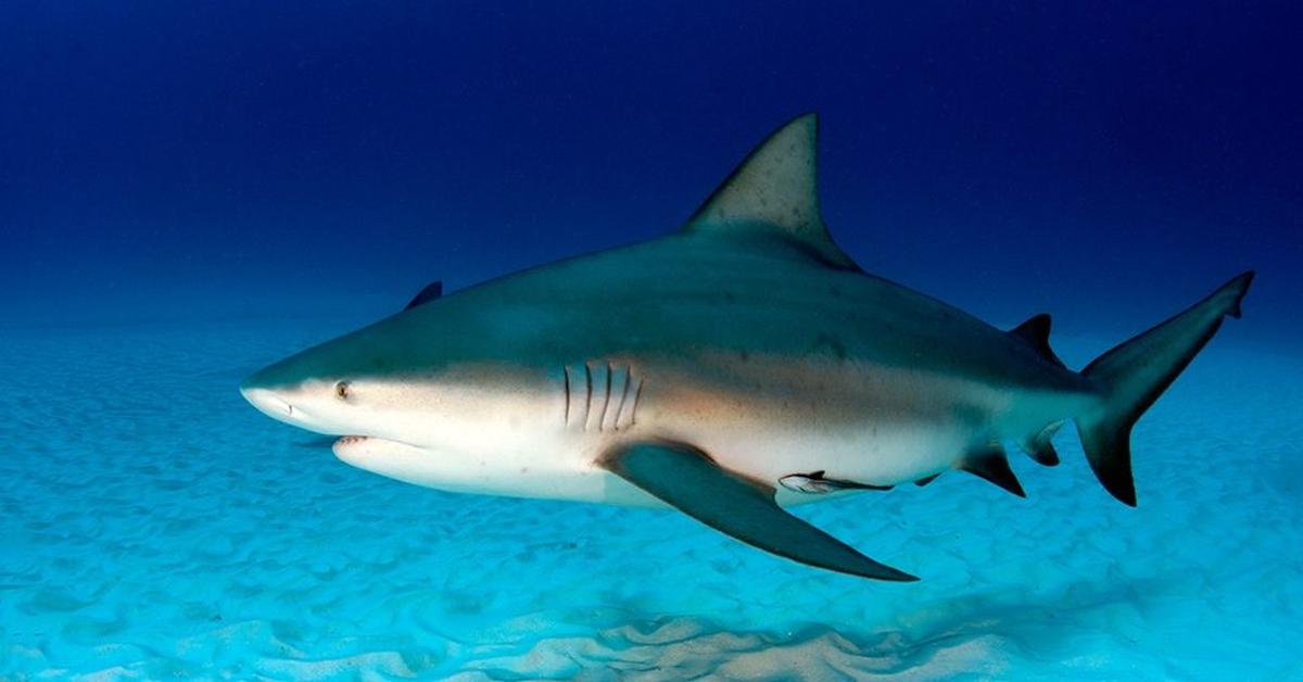 The Bull Shark, a species known as Carcharhinus Leucas, in its natural splendor.