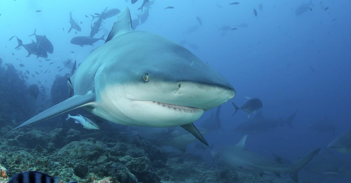 A look at the Bull Shark, also recognized as Hiu Banteng in Indonesian culture.