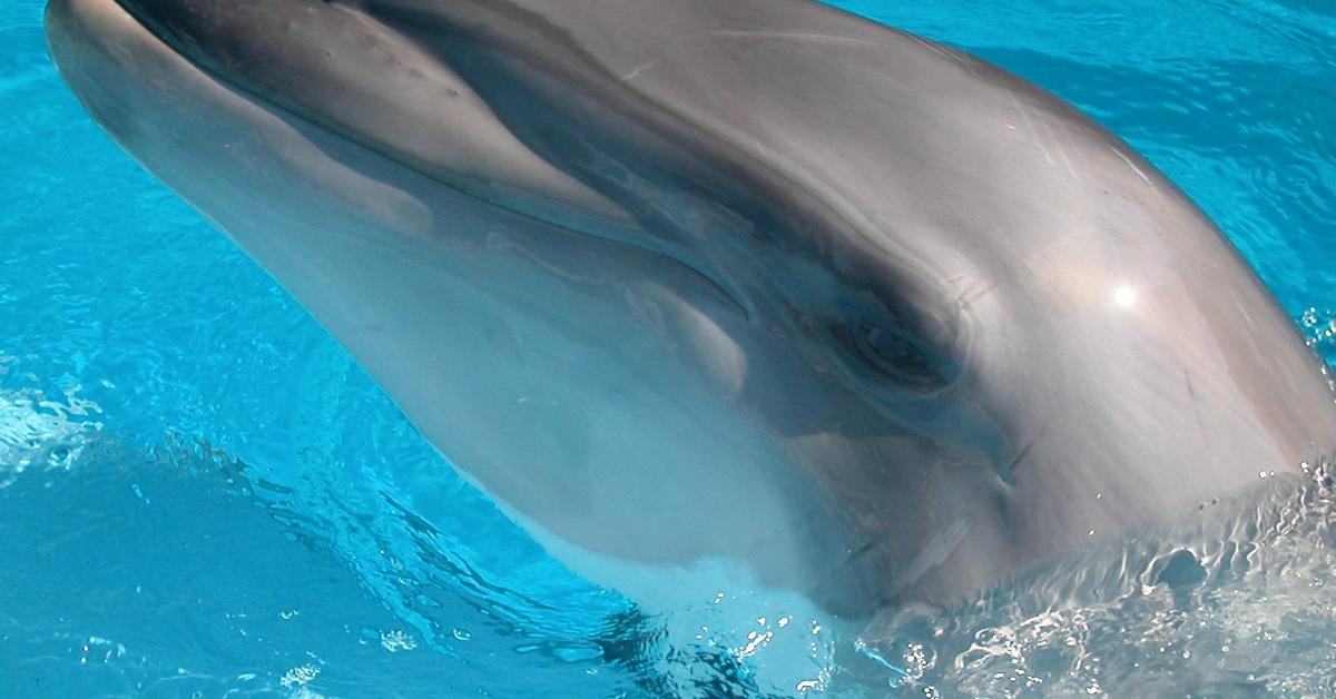 Insightful look at the Bottlenose Dolphin, known to Indonesians as Lumba-lumba Botol.