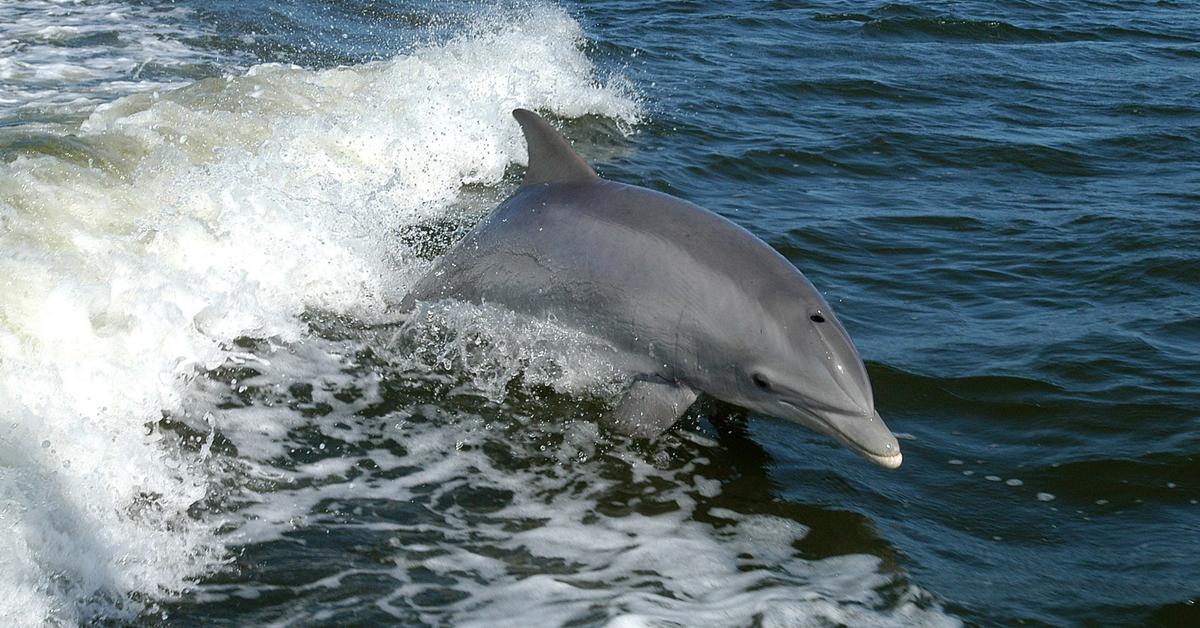 Vibrant snapshot of the Bottlenose Dolphin, commonly referred to as Lumba-lumba Botol in Indonesia.