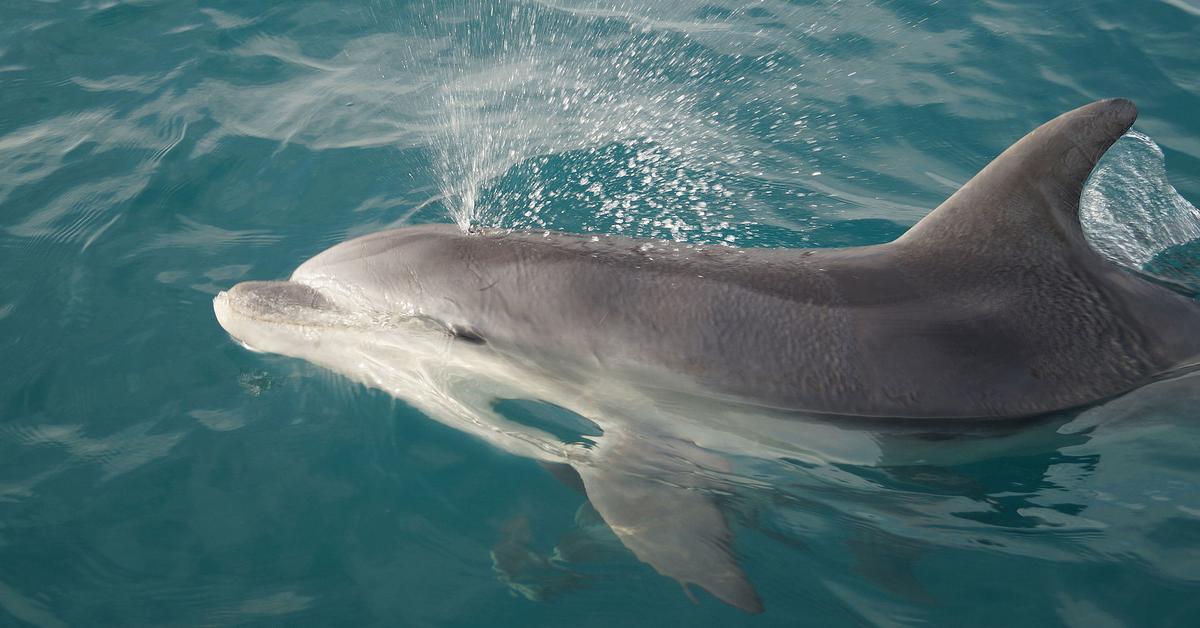 Stunning depiction of Bottlenose Dolphin, also referred to as Tursiops Truncatus.