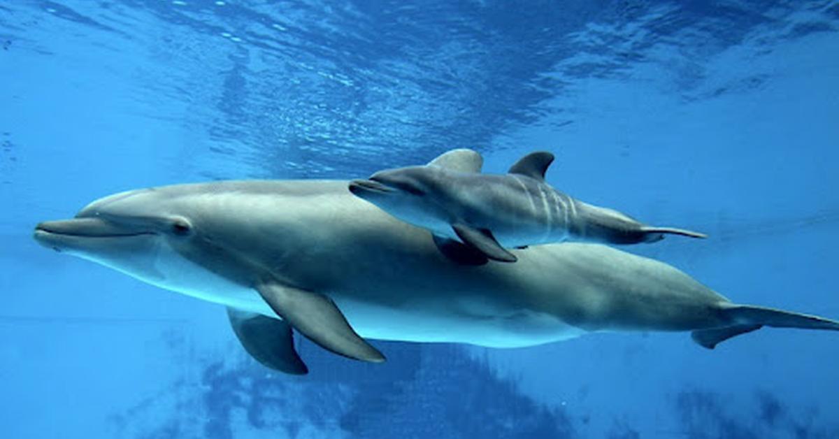 The Bottlenose Dolphin, a species known as Tursiops Truncatus, in its natural splendor.