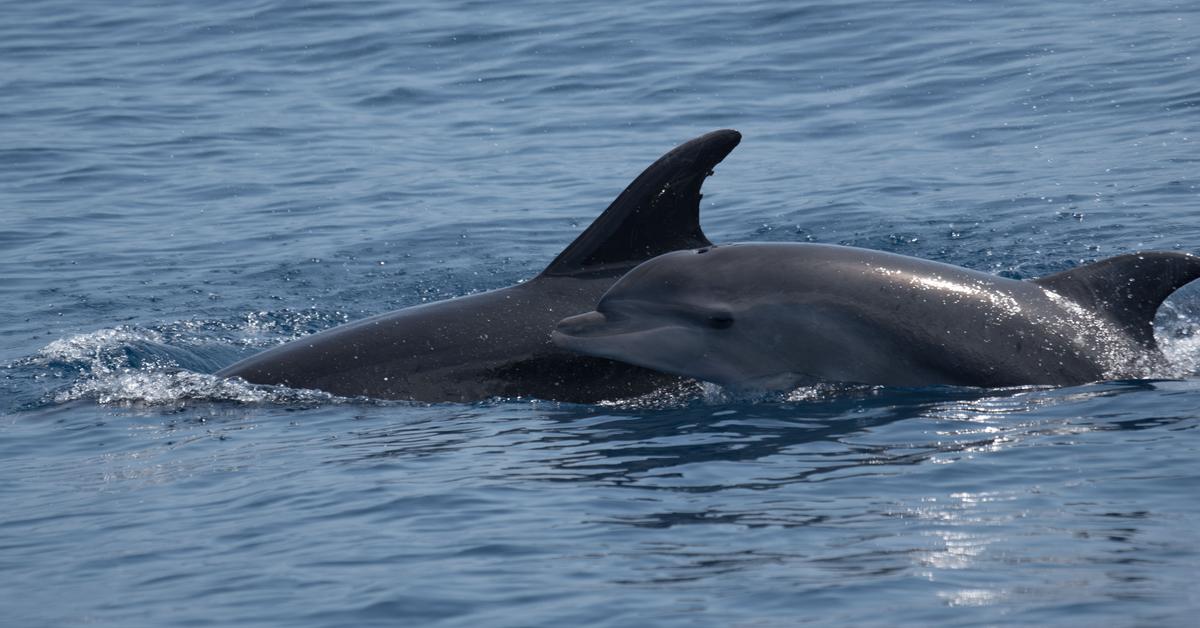 The Bottlenose Dolphin, an example of Tursiops Truncatus, in its natural environment.