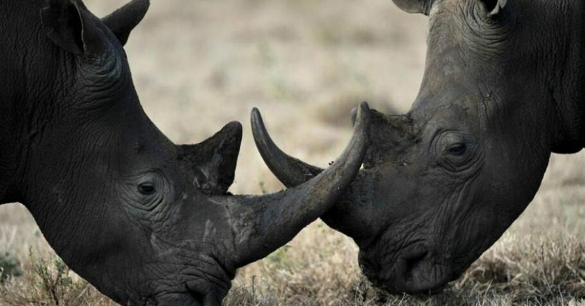 Charming view of the Black Rhinoceros, in Indonesia referred to as Badak Hitam.