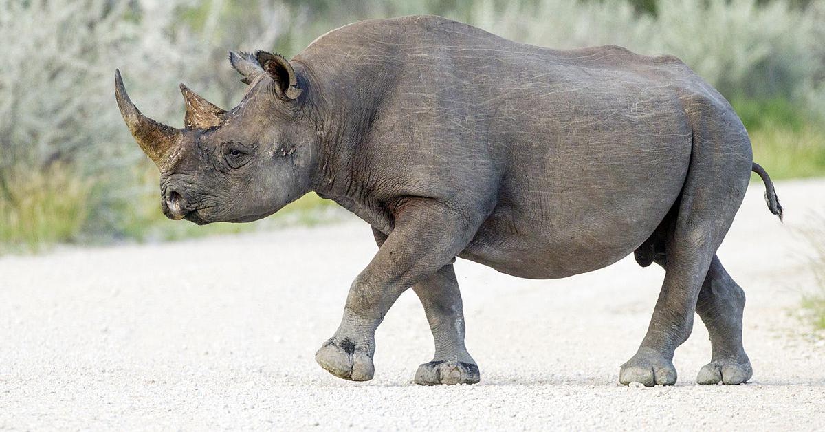 The Black Rhinoceros, a species known as Diceros Bicornis, in its natural splendor.