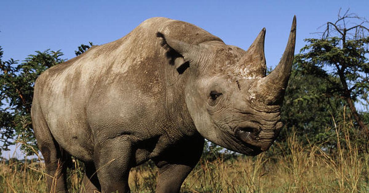 Splendid image of the Black Rhinoceros, with the scientific name Diceros Bicornis.